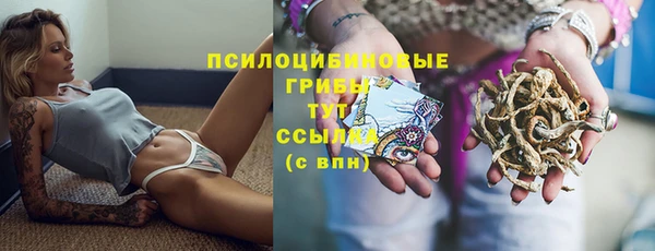 амф Гусев